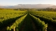 Technology needed for winegrape vineyards detection