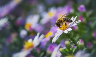 Исследования Университета Монаша по опылению пчел