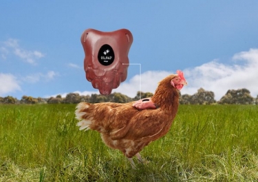 Что ж, кудахните - Honest Eggs Co выпускает фитнес-трекер FitChix для цыплят