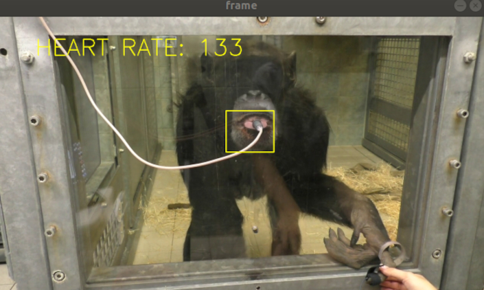 itwire-unisa-team-finds-way-to-remotely-measure-chimps-heart-rates