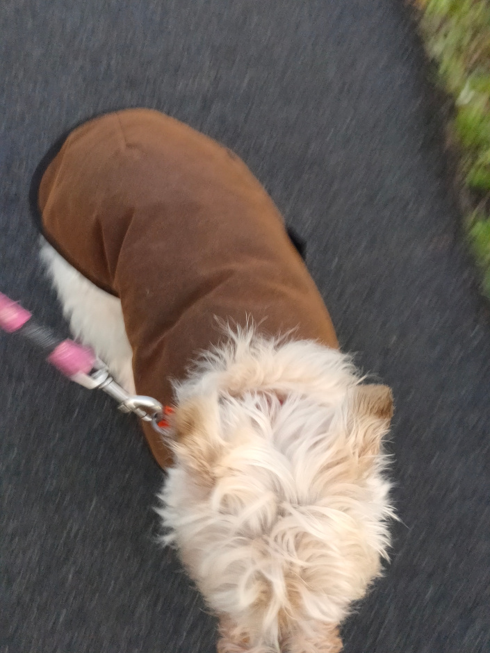 dog with coat lite