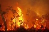 Telco Circles.life donating data boost proceeds to bushfire disaster relief fund