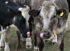 Chinese firm aims to enable beef-sharing using tech