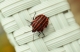 Indian outsourcer Wipro has a problem with bugs. Bed bugs