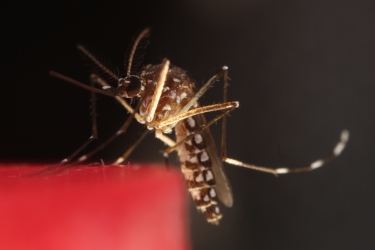 THE AEDES AEGYPTI MOSQUITO IS FOUND ON EVERY CONTINENT EXCEPT ANTARCTICA AND IS RESPONSIBLE FOR SPREADING DISEASES LIKE DENGUE AND ZIKA