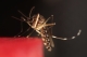 Landmark trial eliminates pest mosquito