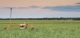 SwarmFarm, Bosch bringing robotics to Australian farms