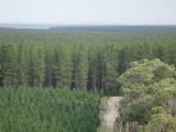 A view of the Green Triangle.