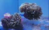 Anemones putting up a fight against coral reef bleaching