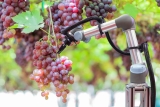 Robotic arm picking grapes