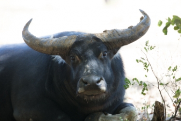 Water buffalo in Northern Australia.