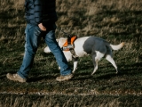 Guide Dogs NSW/ACT develops next-gen mobility tech to assist visually-impaired people