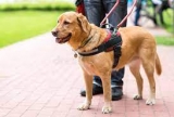 Guide Dogs digital hub CatchUp releases new features