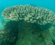OPPO Australia bid to raise awareness of danger to Great Barrier Reef