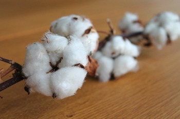 New IoT network to help irrigate cotton farms