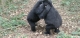 Inmarsat joins with WWF in endangered gorilla project