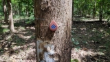 Treevia IoT sensor