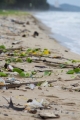 Ocean plastic increasing pollution on Australian beaches, says CSIRO