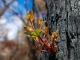 Optus launches ‘green shoots’ grants program to help bushfire affected Australians