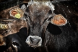 5G, AI used to automate counting of cattle in 12-month NSW trial