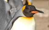 Linux kernel project changes terminology to be more inclusive