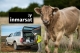 Inmarsat's Bovine - sorry, Broadband Global Area Network, delivers connected cattle farmers