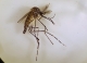 Trial cuts disease-bearing mosquito population by 80%