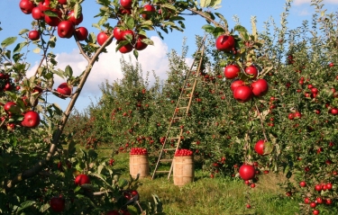 Developers invent autonomous harvest robot