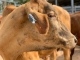 CSIRO develops smart tag to keep track of cattle