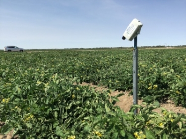 A Goanna Ag canopy sensor used in CSIRO tomato trials near Swan Hill, Victoria.