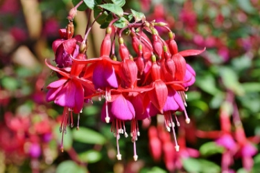 Whither Fuchsia? Will the new OS be Google&#039;s way to avoid sharing Linux code?