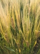 Adelaide uni team finds way to screen cereal crops for frost damage