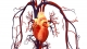 ImpaQt invests in Cardihab to help prevent cardiovascular diseases